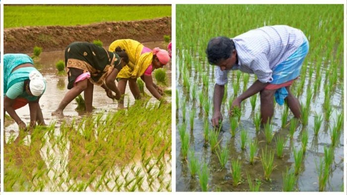 समर्थन मूल्य पर धान, ज्वार और बाजरा बेचने के लिए 3 लाख से अधिक किसानों ने कराया पंजीयन, 10 अक्टूबर तक मौका