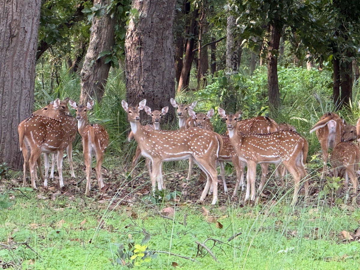 बांधवगढ़ टाइगर रिजर्व के बफर जोन में पर्यटकों का जबरदस्त उत्साह, 100 दिनों में हजारों सैलानियों ने किए दीदार