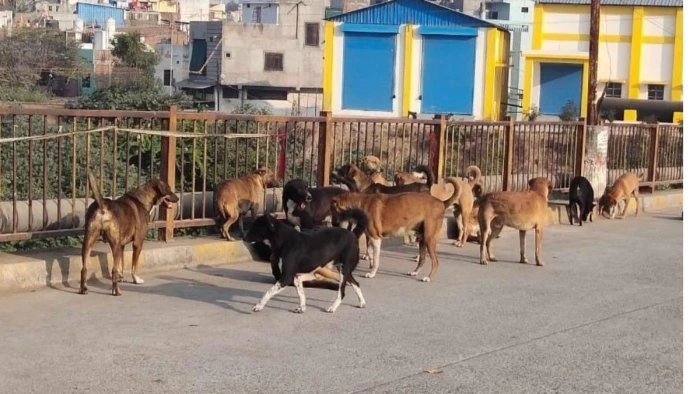 नगर निगम कॉलोनी में खेलते समय ढाई साल के मासूम पर आवारा कुत्ते का जानलेवा हमला, सिर दबोचकर खींचा