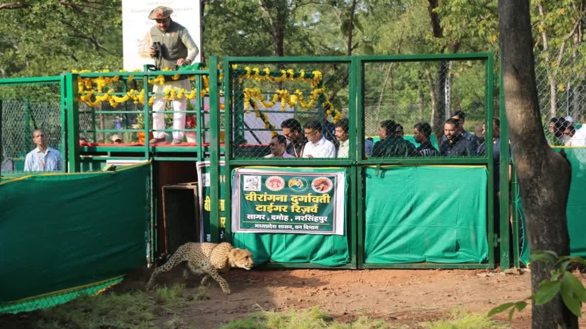 मुख्यमंत्री मोहन यादव ने नौरादेही में छोड़े दो चीते, प्रदेश को मिला चीतों का तीसरा नया घर