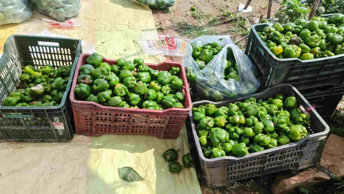 शिवपुरी में बिजली कटौती से त्रस्त हुए किसान, रबी फसलों की सिंचाई प्रभावित- उग्र प्रदर्शन की चेतावनी