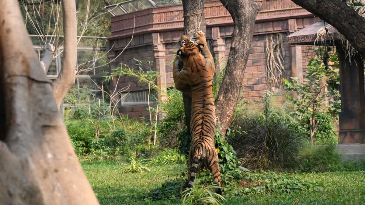 सीधी के संजय टाइगर रिजर्व में ऑनलाइन सफारी के दौरान पर्यटकों को दिखा बाघ त्रिशूल; देखें तस्वीरें