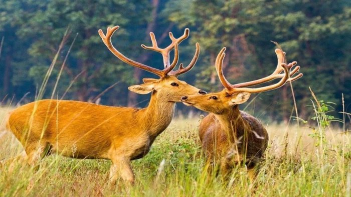 एमपी के राजकीय पशु बारहसिंगा की संख्या बढ़कर हुई 1,400, कान्हा और सतपुड़ा में सफल हुआ पुनर्वास अभियान