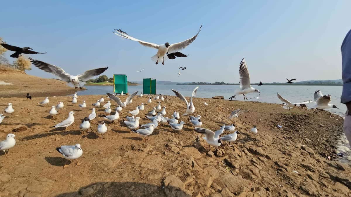 मंडला के खुकसर गांव पहुंचे साइबेरियन मेहमान 'उडला', ग्रामीणों के लिए मानसून की सटीक भविष्यवाणी