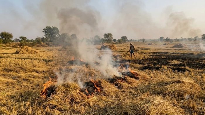 मध्य प्रदेश में धान की कटाई के साथ बढ़ी पराली जलाने की घटनाएं, शुरुआती दौर में ही प्रदेश पहले नंबर पर