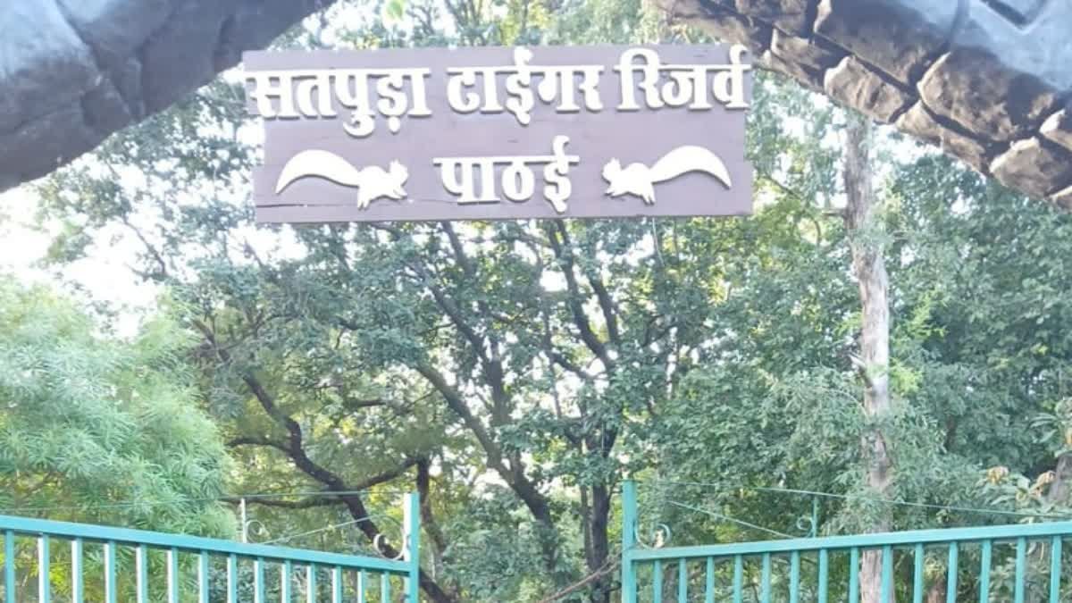 सतपुड़ा टाइगर रिजर्व में लकड़ी माफिया का आतंक, बफर जोन में सागौन के 29 बेशकीमती पेड़ काटे गए