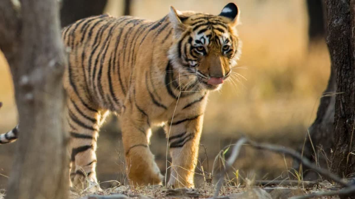 पचमढ़ी मार्ग पर पगारा के पास दिखा बाघ, तेज रफ्तार वाहनों की वजह से वन्यप्राणियों की सुरक्षा पर मंडराया खतरा
