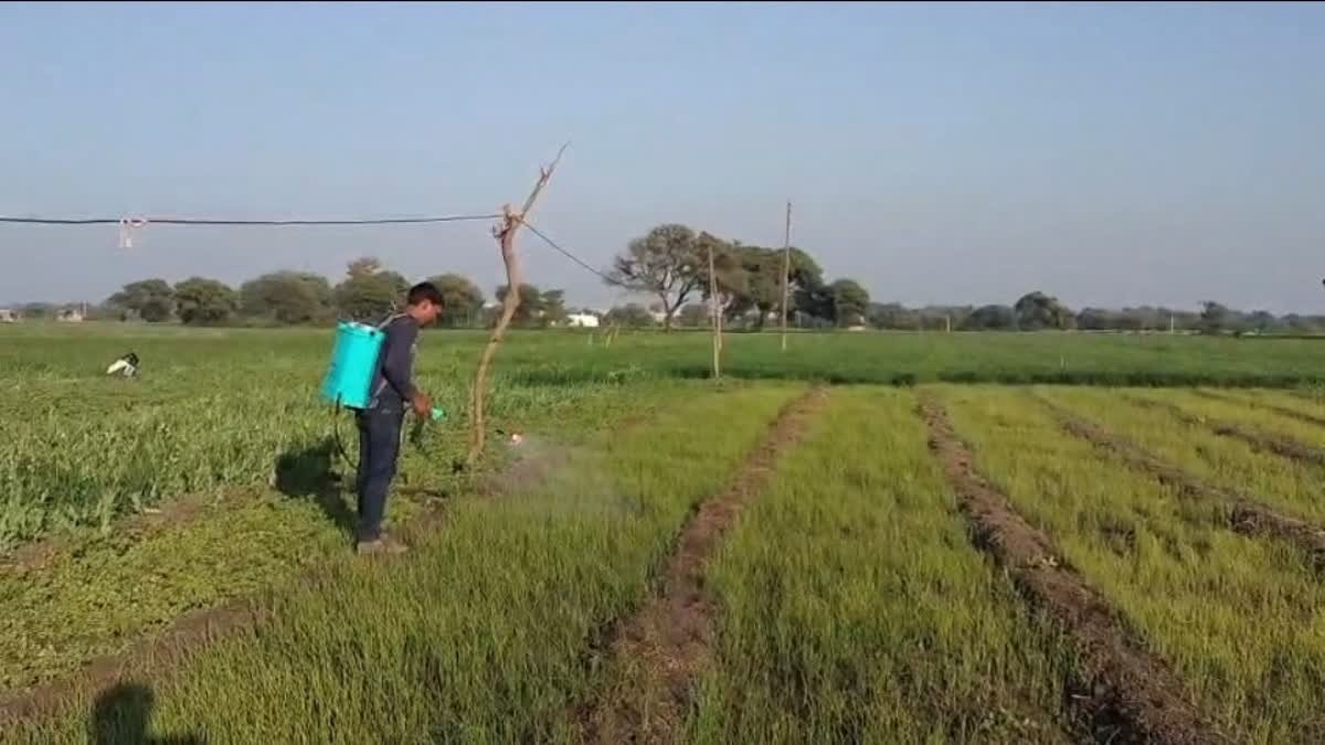 प्रतिबंधित खरपतवार नाशक 'पैराक्वाट क्लोराइड' का खेतों में धड़ल्ले से इस्तेमाल, फेफड़े और किडनी के लिए बना गंभीर खतरा