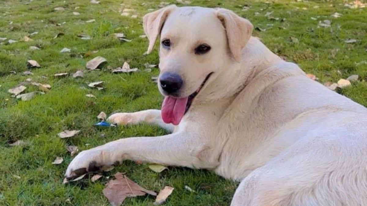 सुरक्षा के लिए पाला था कुत्ता, चोर उसे ही उठाकर ले गए; जबलपुर से सामने आया अजीबोगरीब मामला