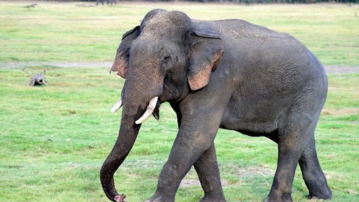 बाणसागर डैम पार कर फिर लौटा हाथी, रामनगर के रास्ते वनमंडल में प्रवेश, ग्रामीणों के लिए चेतावनी जारी