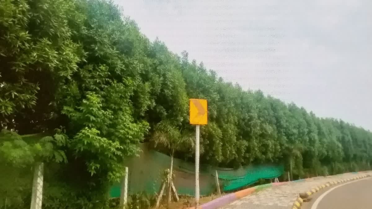 कोनोकार्पस और सप्तपर्णी पौधों पर हाईकोर्ट सख्त, इंदौर नगर निगम को दिए सख्त निर्देश