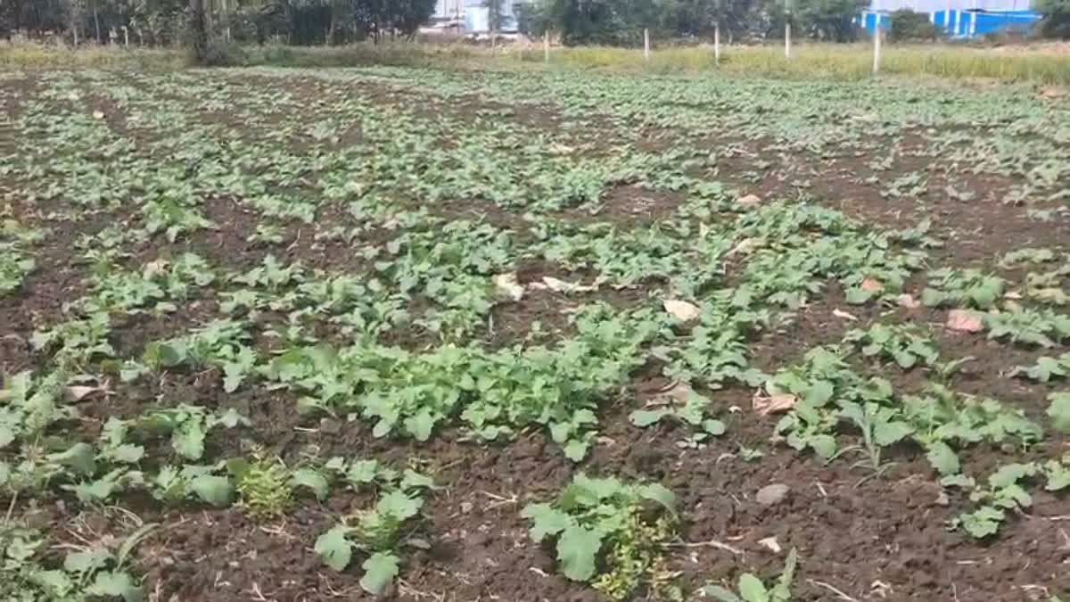 कम पानी में लें बंपर पैदावार, कृषि वैज्ञानिकों ने किसानों को दी सरसों और अलसी की फसल लगाने की सलाह