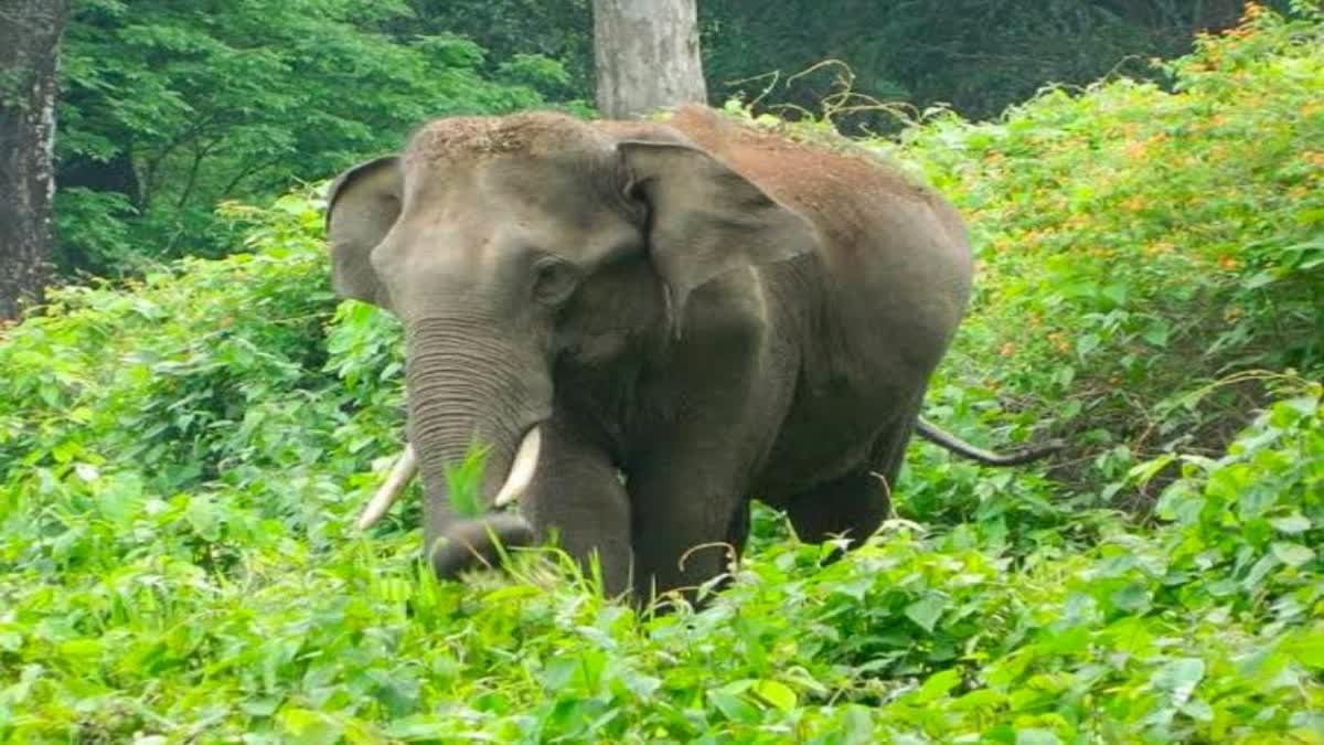 बांधवगढ़ से ब्यौहारी आए हाथी की दर्दनाक मौत, बिजली के तार की चपेट में आने से हुआ हादसा