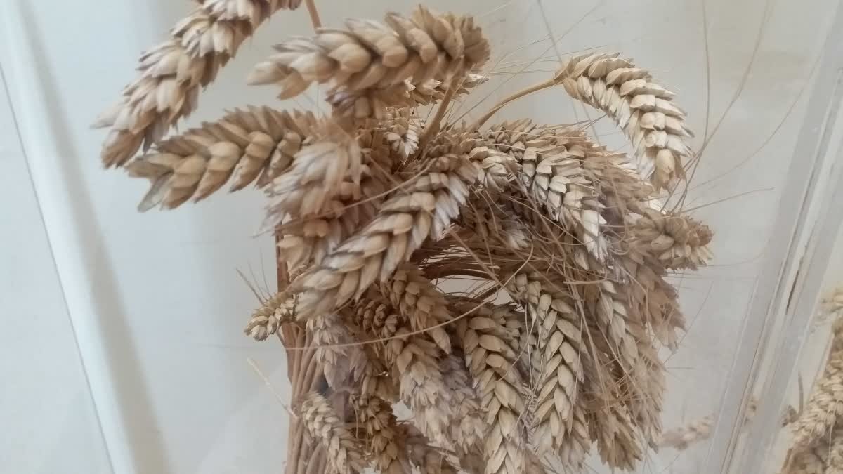 एल नीनो आधारित खेती पर फोकस, गेहूं को रस्ट बीमारी से बचाने वाली वैरायटी से होगी 3000 करोड़ की बचत