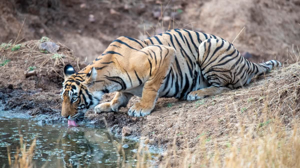 बांधवगढ़ की प्रसिद्ध बाघिन 'डॉटी' की मौत, मां के बिना जंगल में भटक रहे दो शावक