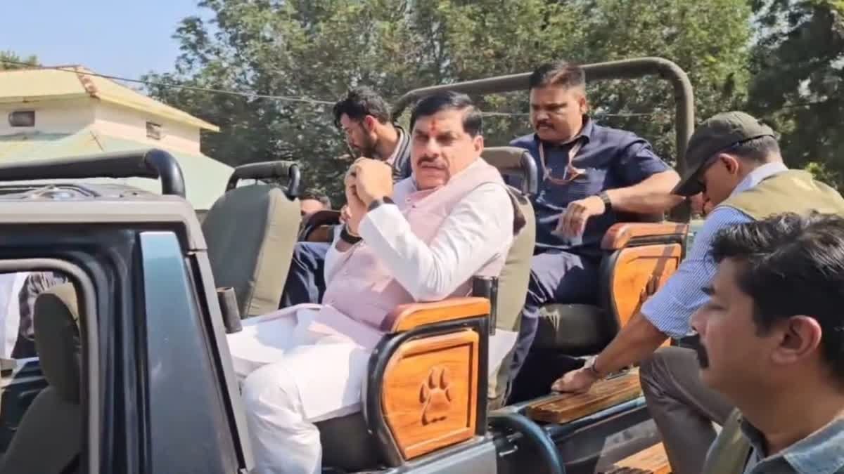 मुख्यमंत्री ने कान्हा में बाघ का किया दीदार, असम से लाए गए जंगली भैंसों को प्राकृतिक आवास में किया मुक्त