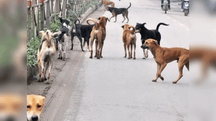तनोडिया बस स्टैंड क्षेत्र में आवारा कुत्तों की दहशत, ग्रामीणों ने नसबंदी और कार्रवाई की मांग की