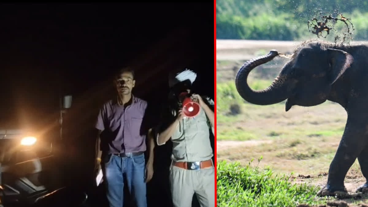 बांधवगढ़ से निकलकर चंदिया जंगल पहुंचा कॉलर वाला जंगली हाथी, आसपास के गांवों में दहशत का माहौल