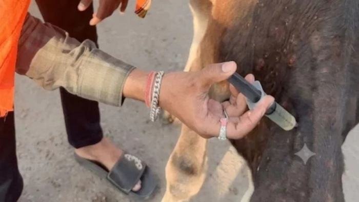 मौसम बदलते ही लंपी वायरस के प्रकोप से राहत, रतवाई गोशाला में घटी संक्रमित गोवंश की संख्या