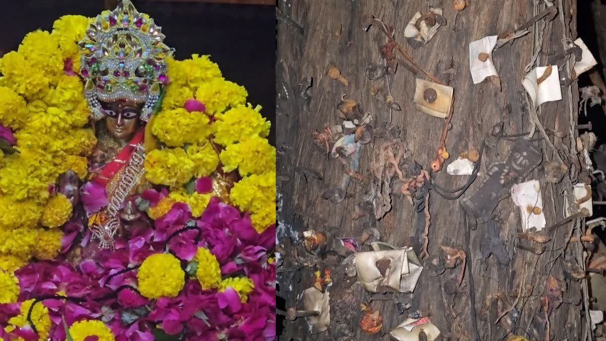महाकाल की नगरी में सती माता मंदिर का अनोखा रहस्य, पेड़ों पर टंगी तस्वीरें और तंत्र क्रियाएं खींचती हैं ध्यान