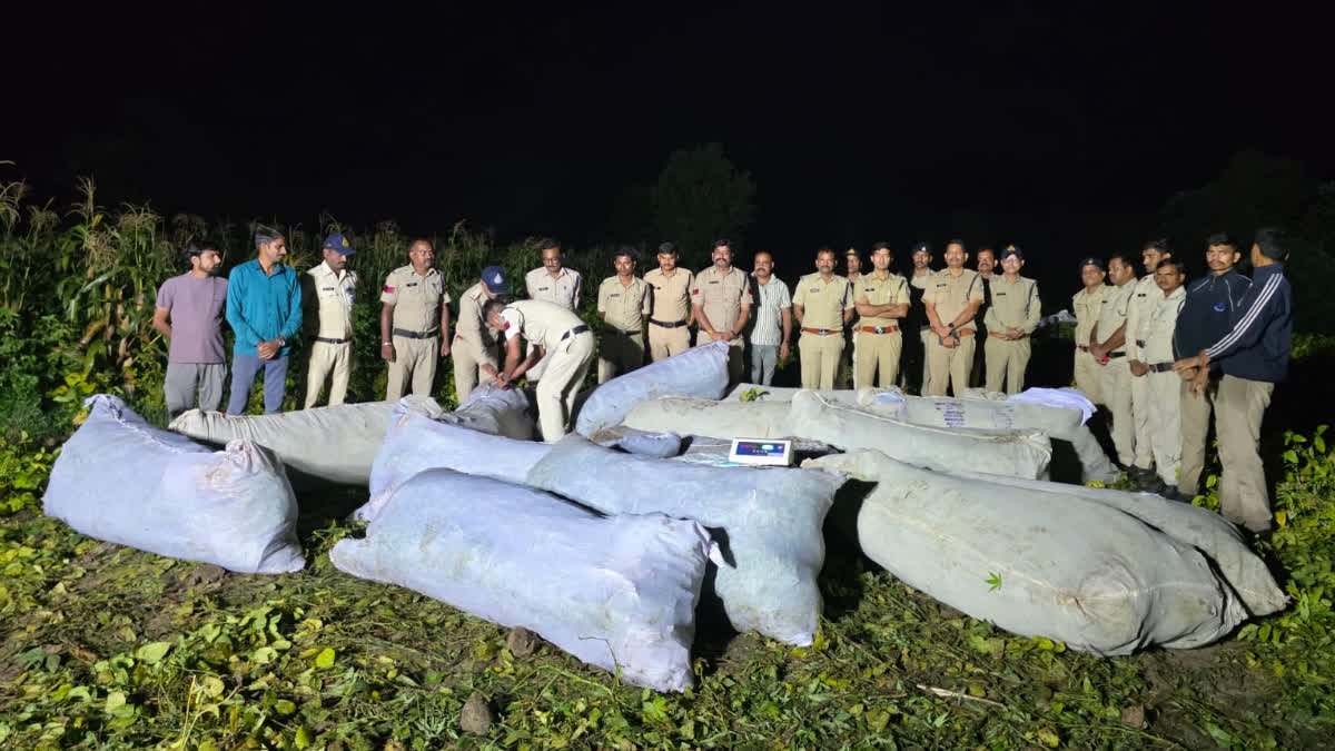 रतलाम में मक्का और कपास के खेतों में छिपाकर हो रही थी गांजे की तस्करी, अज्ञात आरोपियों पर केस दर्ज