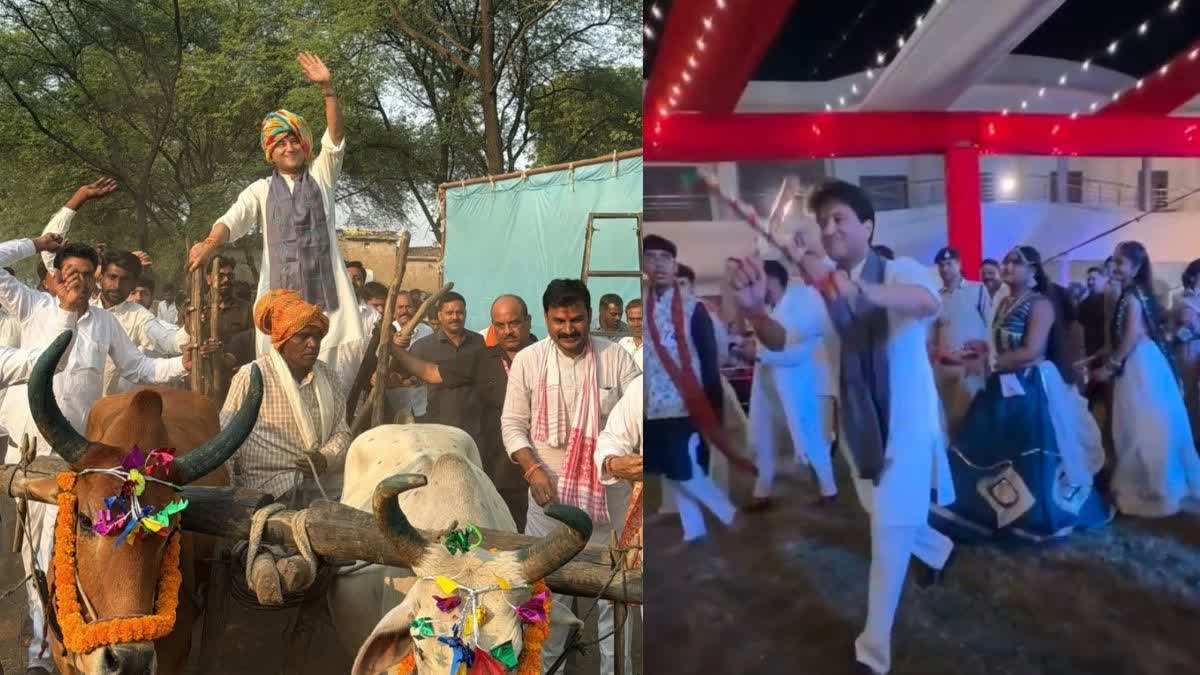 अशोकनगर दौरे पर केंद्रीय मंत्री ज्योतिरादित्य सिंधिया का अनोखा अंदाज, चलाई बैलगाड़ी और खेला डांडिया