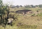 धार जिले में कम बारिश से किसानों की बढ़ी चिंता, रबी फसल में गेहूं की जगह चने की बोवनी पर जोर