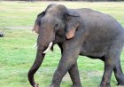 बाणसागर डैम पार कर फिर लौटा हाथी, रामनगर के रास्ते वनमंडल में प्रवेश, ग्रामीणों के लिए चेतावनी जारी