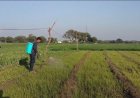 प्रतिबंधित खरपतवार नाशक 'पैराक्वाट क्लोराइड' का खेतों में धड़ल्ले से इस्तेमाल, फेफड़े और किडनी के लिए बना गंभीर खतरा