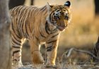 पचमढ़ी मार्ग पर पगारा के पास दिखा बाघ, तेज रफ्तार वाहनों की वजह से वन्यप्राणियों की सुरक्षा पर मंडराया खतरा