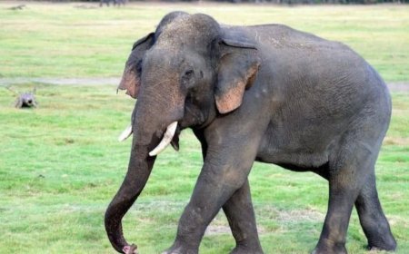 बाणसागर डैम पार कर फिर लौटा हाथी, रामनगर के रास्ते वनमंडल में प्रवेश, ग्रामीणों के लिए चेतावनी जारी