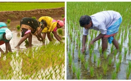 समर्थन मूल्य पर धान, ज्वार और बाजरा बेचने के लिए 3 लाख से अधिक किसानों ने कराया पंजीयन, 10 अक्टूबर तक मौका