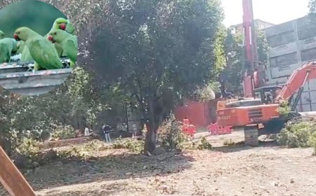 इंदौर में मेट्रो स्टेशन के लिए कटे 200 पेड़, बेघर हुए 5 हजार तोते, हाईकोर्ट के आदेश पर शुरू हुआ काम