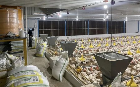चार साल की बढ़ोतरी के बाद गिरा अंडा उत्पादन, आंध्र प्रदेश से 15 गुना पीछे एमपी