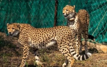 श्योपुर के कूनो पार्क से नर थोलो और मादा CCB-3 शिफ्ट, वीरांगना दुर्गावती रिजर्व बना नया आशियाना