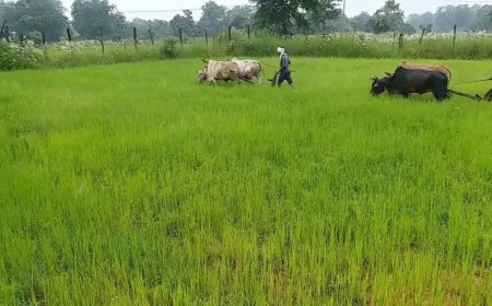 धान बेचने वाले किसानों के लिए बड़ी राहत, एमएसपी पंजीयन की अंतिम तिथि बढ़कर हुई 28 अक्टूबर