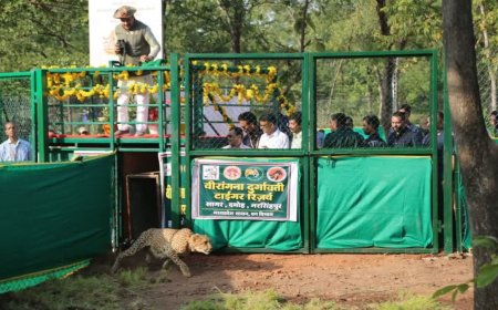 मुख्यमंत्री मोहन यादव ने नौरादेही में छोड़े दो चीते, प्रदेश को मिला चीतों का तीसरा नया घर