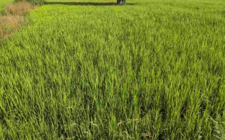 शहडोल में धान की कटाई पर नया फरमान जारी, हार्वेस्टर मालिकों और किसानों के लिए ये नियम जानना है जरूरी