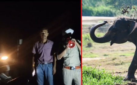बांधवगढ़ से निकलकर चंदिया जंगल पहुंचा कॉलर वाला जंगली हाथी, आसपास के गांवों में दहशत का माहौल