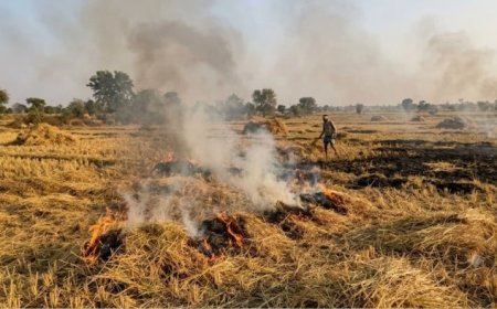 मध्य प्रदेश में धान की कटाई के साथ बढ़ी पराली जलाने की घटनाएं, शुरुआती दौर में ही प्रदेश पहले नंबर पर
