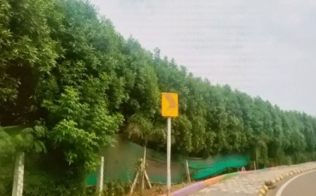 कोनोकार्पस और सप्तपर्णी पौधों पर हाईकोर्ट सख्त, इंदौर नगर निगम को दिए सख्त निर्देश