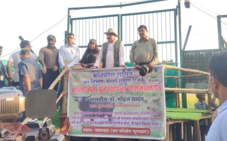 नक्सलियों के खौफ से मुक्त हुआ विश्व प्रसिद्ध कान्हा टाइगर रिजर्व, पर्यटकों और स्थानीय लोगों में खुशी