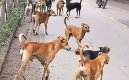 शाहजहांनाबाद में आवारा कुत्तों के झुंड ने 8 साल के बच्चे पर बोला हमला, हमीदिया अस्पताल में सर्जरी