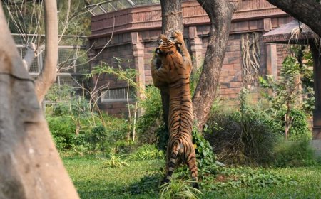 सीधी के संजय टाइगर रिजर्व में ऑनलाइन सफारी के दौरान पर्यटकों को दिखा बाघ त्रिशूल; देखें तस्वीरें