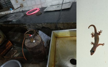 नीलबड़ के श्रमोदय विद्यालय में भोजन में छिपkली मिलने के मामले में खाद्य विभाग का एक्शन, लिए गए 9 सैंपल