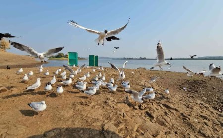 मंडला के खुकसर गांव पहुंचे साइबेरियन मेहमान 'उडला', ग्रामीणों के लिए मानसून की सटीक भविष्यवाणी