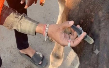 मौसम बदलते ही लंपी वायरस के प्रकोप से राहत, रतवाई गोशाला में घटी संक्रमित गोवंश की संख्या
