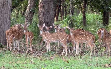 बांधवगढ़ टाइगर रिजर्व के बफर जोन में पर्यटकों का जबरदस्त उत्साह, 100 दिनों में हजारों सैलानियों ने किए दीदार