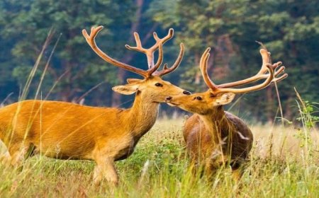 एमपी के राजकीय पशु बारहसिंगा की संख्या बढ़कर हुई 1,400, कान्हा और सतपुड़ा में सफल हुआ पुनर्वास अभियान