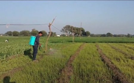 प्रतिबंधित खरपतवार नाशक 'पैराक्वाट क्लोराइड' का खेतों में धड़ल्ले से इस्तेमाल, फेफड़े और किडनी के लिए बना गंभीर खतरा